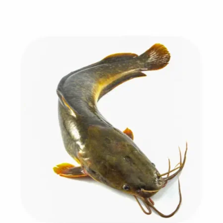 Frozen Whole Catfish – 500 – 800 (2.5kg)
