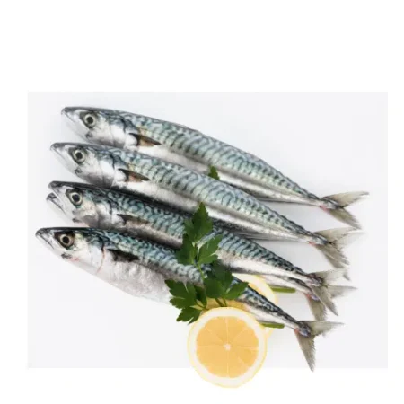 Frozen Mackerel (Titus) Fish  – Pack of 3 or 4 pcs