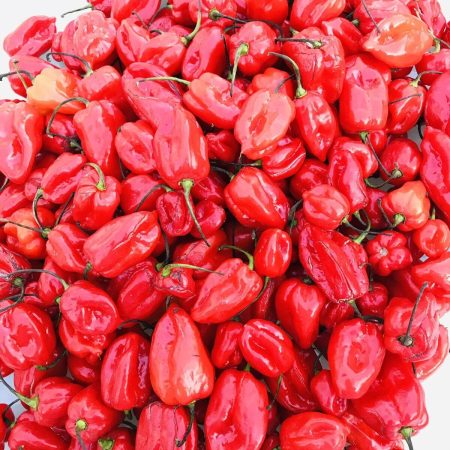 Ata Rodo / Scotch Bonnet / Hot Pepper – Box